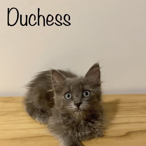 Duchess