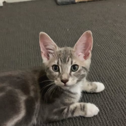 Leo