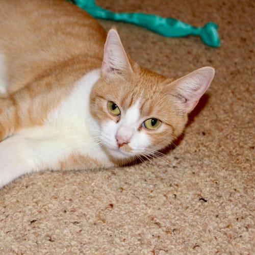 Fred **2nd Chance Cat Rescue **