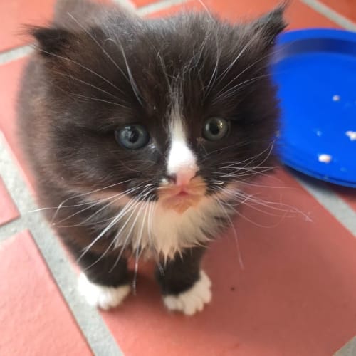 Rascal