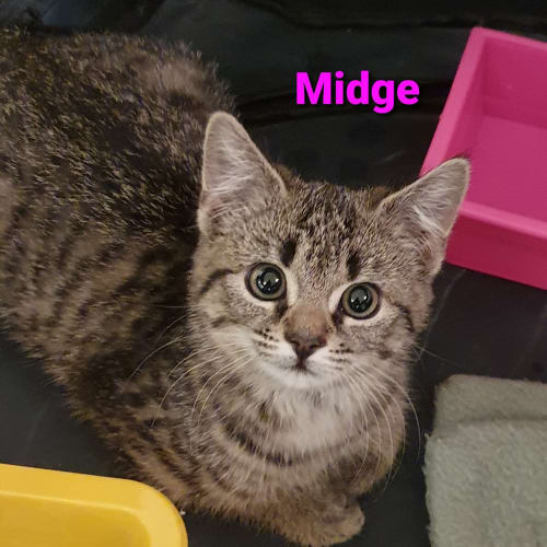 Midge