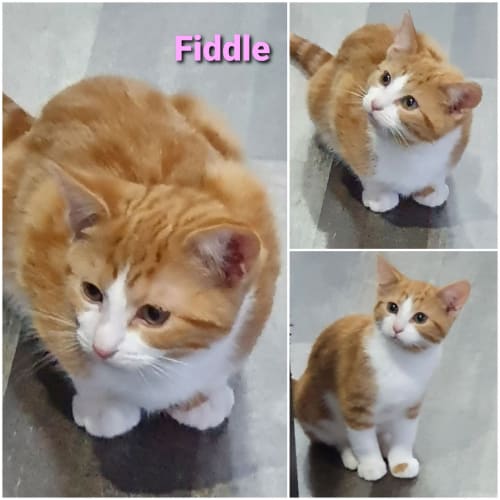 Fiddle