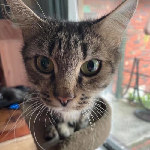 Cleo
