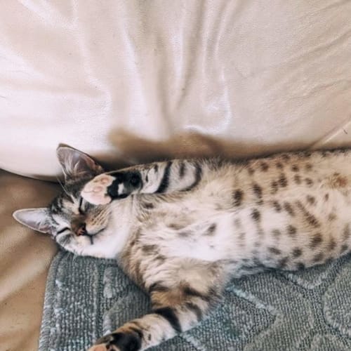 Tai Lung
