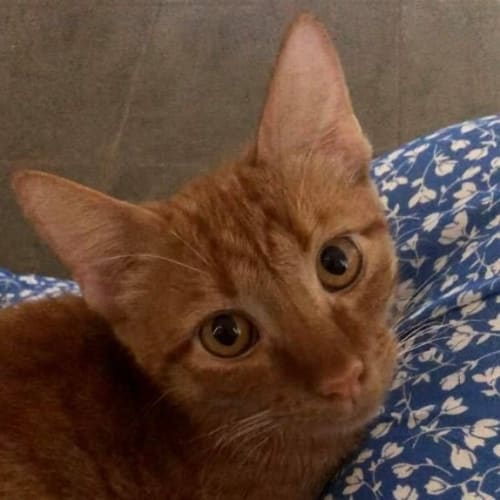 Ron