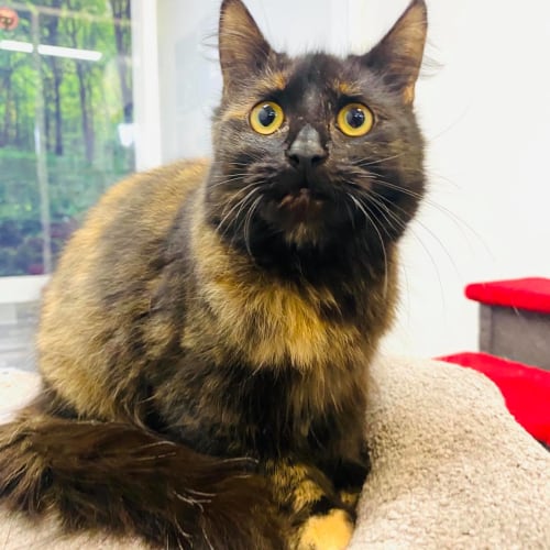 Milly - Meet me in Preston 