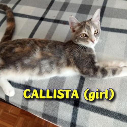 Callista 