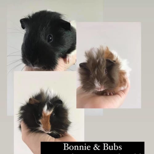 Bonnie, Flopsy & Mopsy 