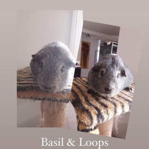 Basil & Loops 