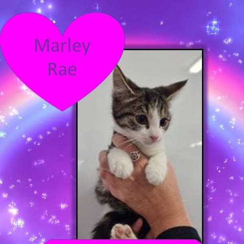 Marley Rae