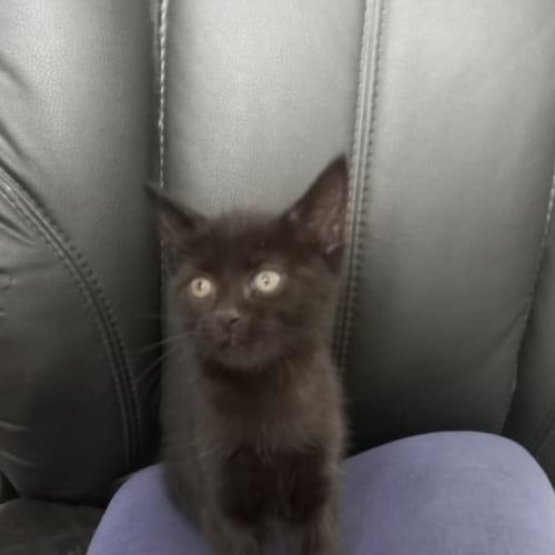 Harlan