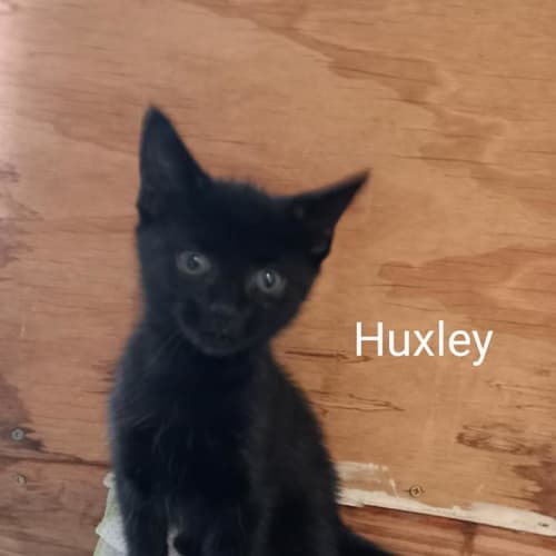 Huxley