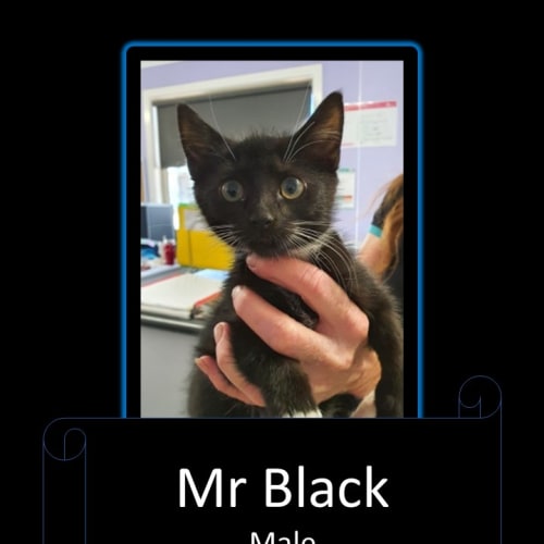 Mr Black