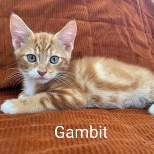 Gambit