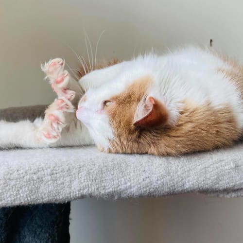 Ollie - Located in Brunswick East