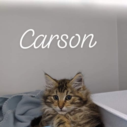 Carson