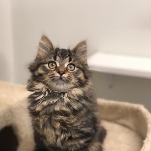 Primrose
