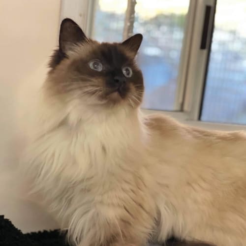 Lucy (Mowbray)
