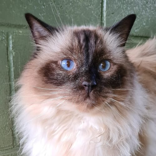 Indie (adoption Pending)