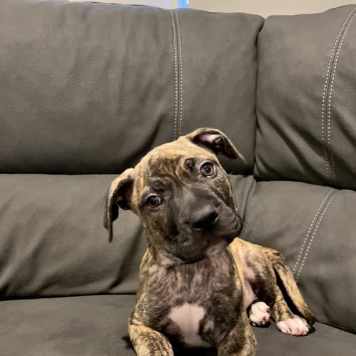 Bella (was Ottie )