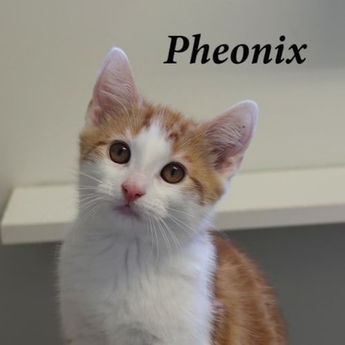 Pheonix (Petstock)