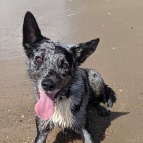 Archie