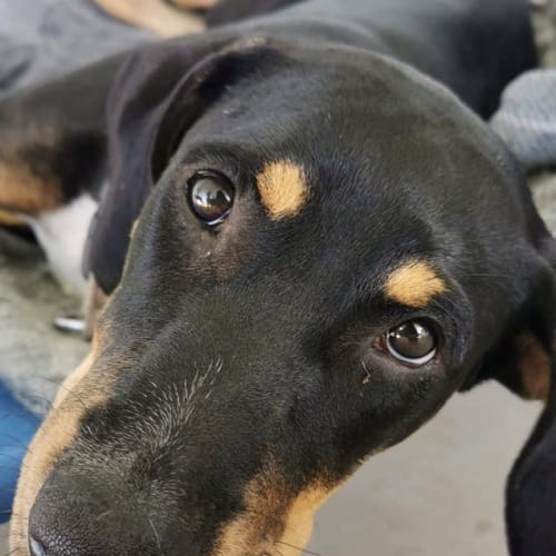 Ziva