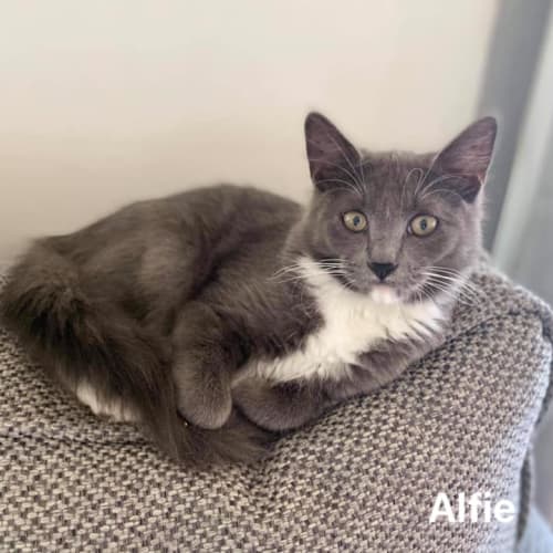 Alfie