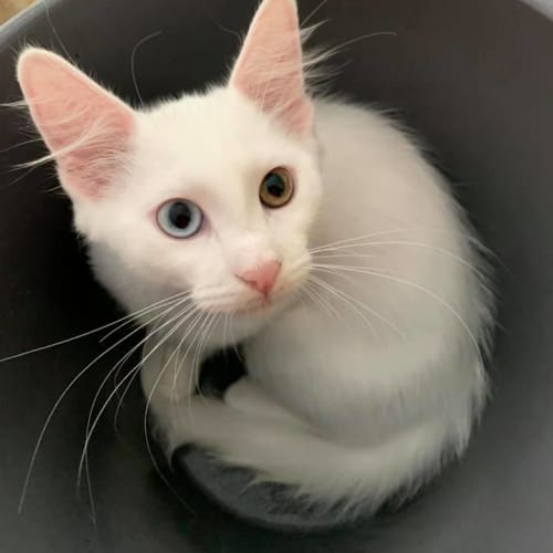 Marshmallow