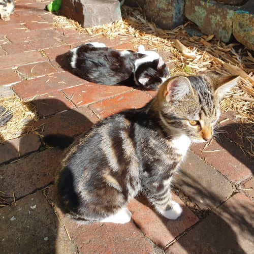 Socks ** 2nd Chance Cat Rescue**