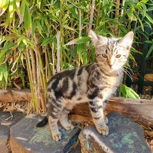 Fang **2nd Chance Cat Rescue**