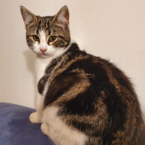 Fatso **2nd Chance Cat Rescue**