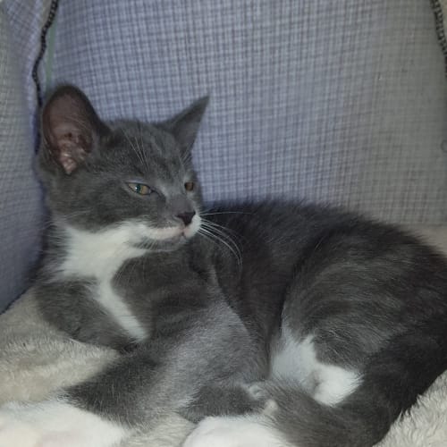Jerry ** 2nd Chance Cat Rescue**