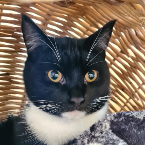Louie