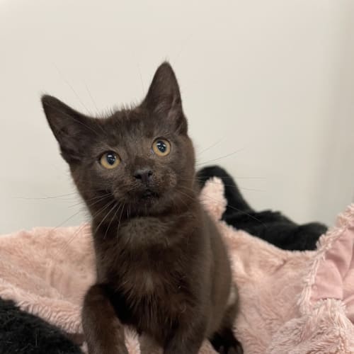 Meredith (Petstock)