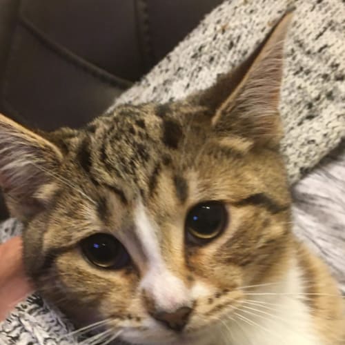Daphne