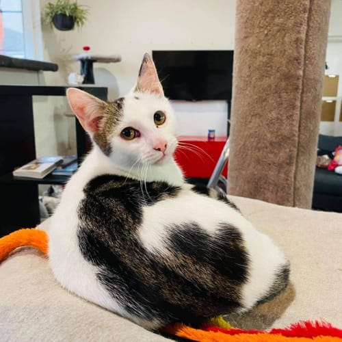 Peanut - located in Roxburgh Park