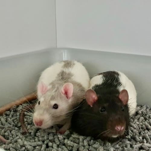 Templeton & Ratatouille