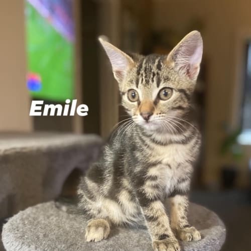 Emile (Petstock)