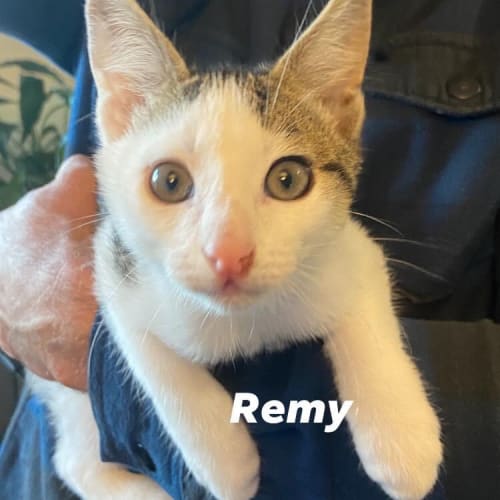 Remy (Petstock)