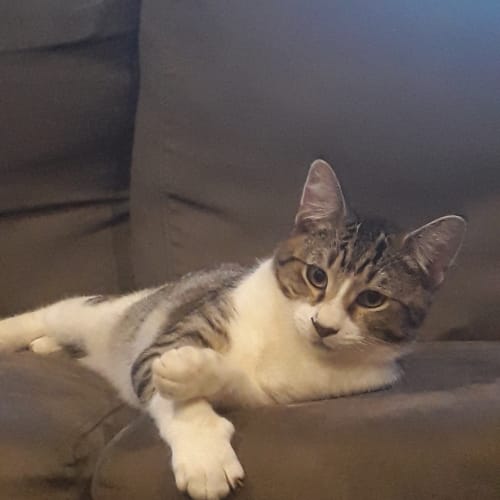 Colson (adoption Pending)