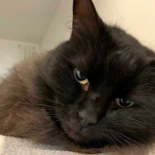 Sam