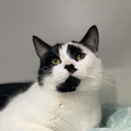 Oreo