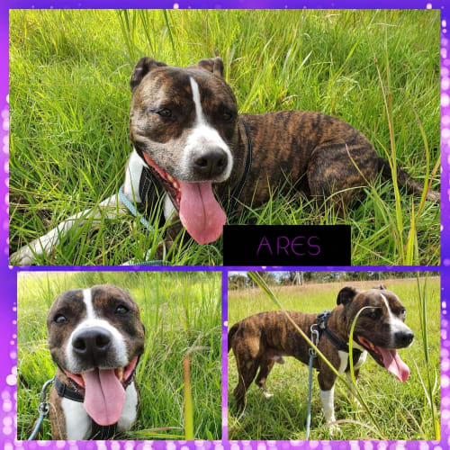 Ares