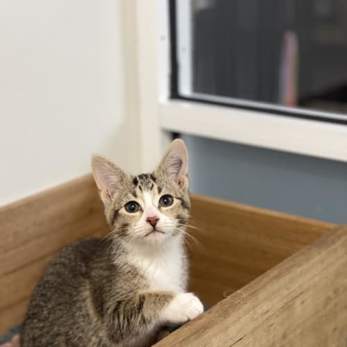 Ella