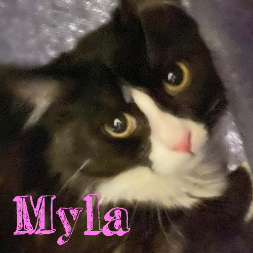 Myla 