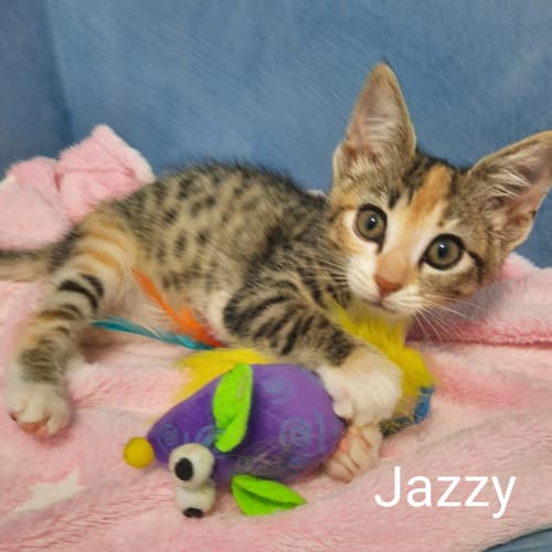 Jazzy