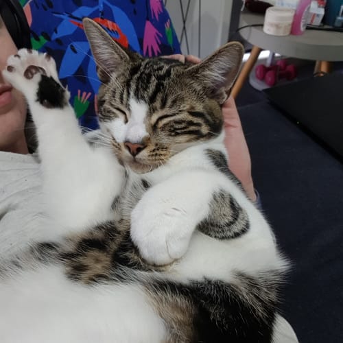 Felix
