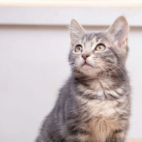 Narele **2nd Chance Cat Rescue**