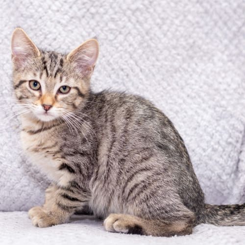 Clint **2nd Chance Cat Rescue**